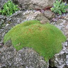 Image result for Stellaria mannii