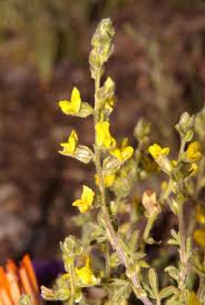 Image result for Melolobium