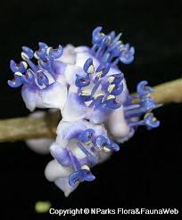 Image result for Memecylon myrianthum