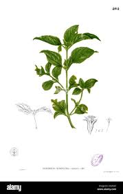 Image result for Synedrella nodiflora