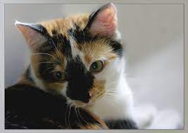 Ist´s an ostern schön und warm, kommt die verwandtschaft und frißt dich arm. Frohe Pfingsten Foto Bild Tiere Haustiere Katzen Bilder Auf Fotocommunity