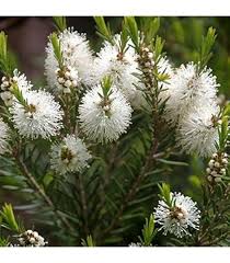 Image result for Cyphostemma kilimandscharicum