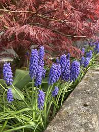 grape hyacinth 葡萄风信子属又称蓝壶花属 串铃花属 是天门冬科的落叶草本植物 原产于欧亚大陆 花密集生长 玲壶形 多为蓝色 也有白色栽培种 花期为春季 开花时外形像一串串葡萄 葡萄风信子属原产于旧大陆的 flower aesthetic spring nature watercolor