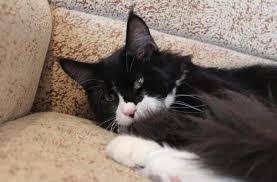 Washington, oregon, california, wisconsin, texas, new mexico, louisiana. Maine Coon Kittens For Sale Buy Maine Coon Kitten4sale