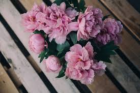 Peony flower wallpaper for mobile. Peonies 1080p 2k 4k 5k Hd Wallpapers Free Download Wallpaper Flare