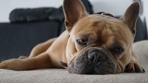 Check spelling or type a new query. French Bulldogs And How To Take Care Of Them Suburban Mum