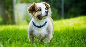 Check spelling or type a new query. Corgi Beagle Mix Beagi Breed Information Traits Temperament More