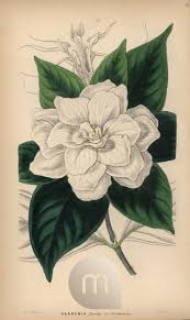 Image result for Hyperacanthus amoenus