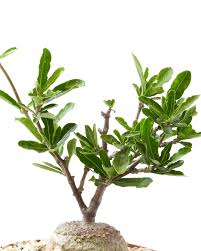 Image result for Fockea angustifolia