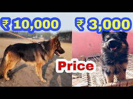 Karlsruhe, germany in 1899 was the scene of the origin of the german shepherd dog developed captain max von stephanitz and others. German Shepherd Price Difference Youtube