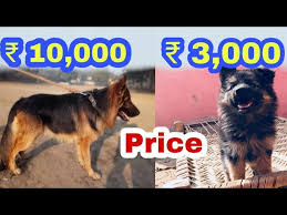 Find great deals on ebay for alsatian. German Shepherd Price Difference Youtube
