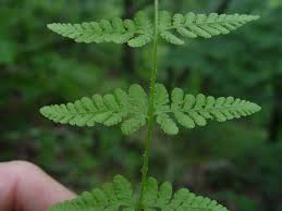 Image result for Cryptolepis obtusa