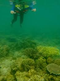 Teluk biru adalah spot menyelam dan snorkeling yang paling menarik di banyuwangi. Teluk Banyubiru Banyuwangi Enjoy Indonesian Trip