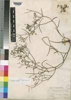 Image result for Periploca linearifolia