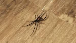 This is a picture of the entrance to the basement apartment of my house, where my tenant resides. Edmonton Reporter Becomes The Story After Finding Black Widow Spider In House Plant Cbc Radio