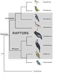 They're impressively agile for a large bird, capable of stooping at prey at up to 120mph, a turn of speed that assists with mating acrobatics, when they take. An Improved Definition Of What Makes A Raptor A Raptor Results In Welcoming A New Species To The Flock The Peregrine Fund
