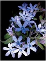 Oxypetalum Caeruleum Tweedia Blue Star Milkweed Vine 10 Seeds Milkweed Vines Annual Plants