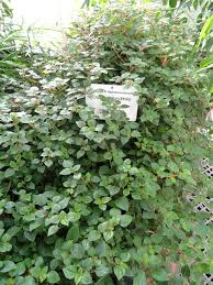 Image result for Heterotis decumbens