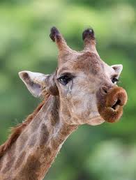 Funny cartoon pictures of current affairs, animals, children are very funny to read. 12 Funny Animal Photos An Appetizer For The Comedy Wildlife Photography Awards 2020