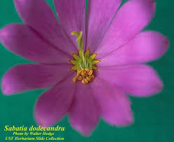 Image result for Chironia flexuosa