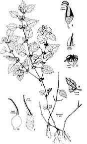 Image result for Droguetia