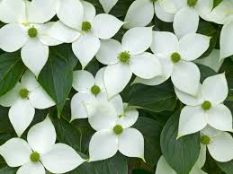 Common names include kousa, kousa dogwood, chinese dogwood, korean dogwood, and japanese dogwood. Cornus Kousa Milky Way Chinese Dogwood Large Garden Plants