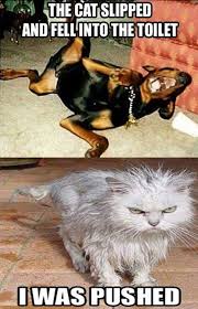 Then Vs Meow How Technology Has Changed Cats Lives 15 Pics This Way Come Animal Jokes Funny Animals Cute Funny Animals
