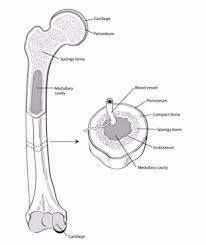 What is bone marrow cancer? What Is Bone Cancer Types Of Bone Cancer