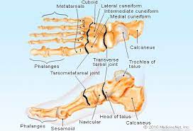 • anterior compartment (innervated by the deep peroneal/anterior tibial nerve; Foot Anatomy Detail Picture Image On Medicinenet Com Foot Anatomy Anatomy Joints Anatomy