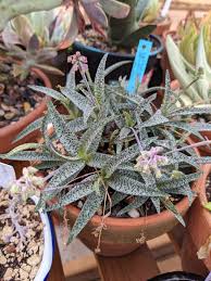 Image result for Ledebouria luteola