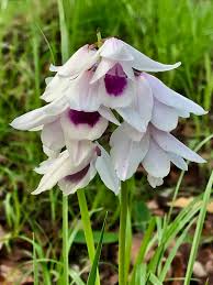 Image result for Orthochilus euanthus