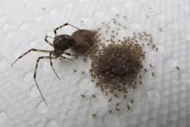 Spider Control Mount Samson Qld 4520 Spider Control Spider Insect Control