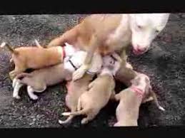 Generally, the bluetick will have a white, black and tan coat. Beautiful Sexxy Champagne White With Ice Blue Eyes Blue Nose Pit Bull Puppies For Sale Youtube