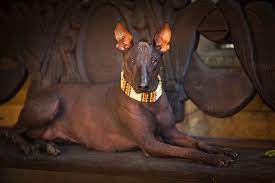 sonderwol the best sonderwol sobaki porody sobak