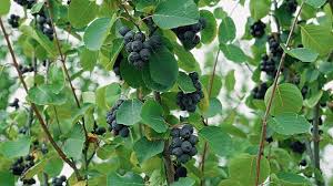 Image result for indiánská borůvka obrázek