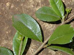 File Starr 010425 0051 Carmona Retusa Leaves Haiku Maui 23905678703 Jpg Wikimedia Commons