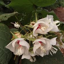 Image result for Dombeya burgessiae