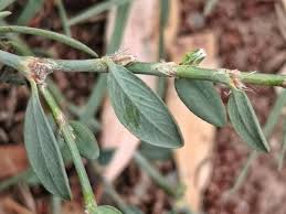 Image result for Polygonum aviculare