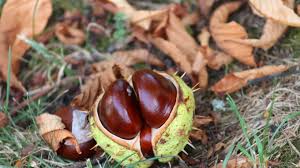 Pflanzen und früchte der gattung kastanien. Stacheligel Kastanie Elkes Kindergeschichten