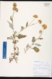 Image result for Verbesina encelioides