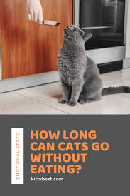 How Long Can Cats Go Without Eating Cats Cat Care Indoor Cat
