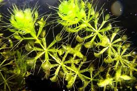 Image result for Aldrovanda