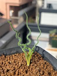 Image result for Trachyandra burkei