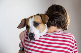 Nov 21, 2019 · below are the steps to euthanize a dog with tylenol pm: How To Euthanize A Dog At Home Without A Vet Best Tips For Pets Baby Kittchen