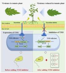 Image result for Pseudomonas syringae