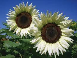 Maybe you would like to learn more about one of these? Top White Annual Flowers For Your Garden Hgtv