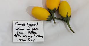 Image result for Solanum macrocarpon