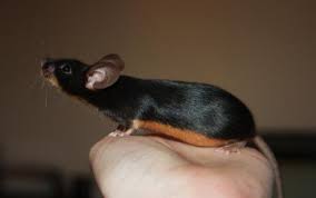 It Is Blog Time Kryptogreen A Purebred Fancy Mouse Color In 2020 Fancy Mouse Animals Mouse Color