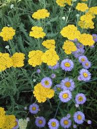 Coronation gold yarrow this product is currently out of stock and unavailable. Yarrow Achillea Coronation Gold From Bohn S Farm