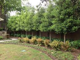 Also, per previous reading i believe winter is recommended as the best tim. 29 Limb Up Evergreen Ideas Evergreen Backyard Landscaping Plants